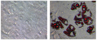 Zfp516蛋白促進棕色脂肪的形成.脂肪被染成紅色來識別棕色脂肪的存在.